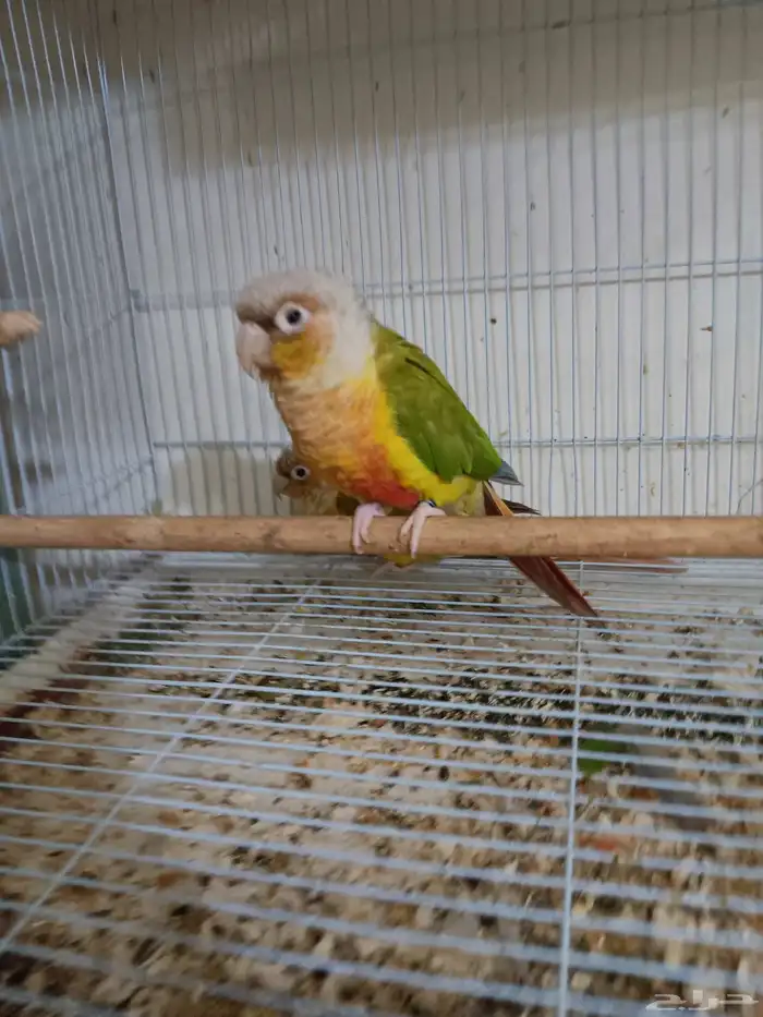 جوز كنيور أناناس للبيع 2