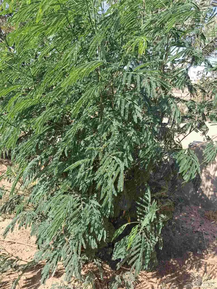شتلات أشجار زينه شجرة اللوكينا البيضاء 1