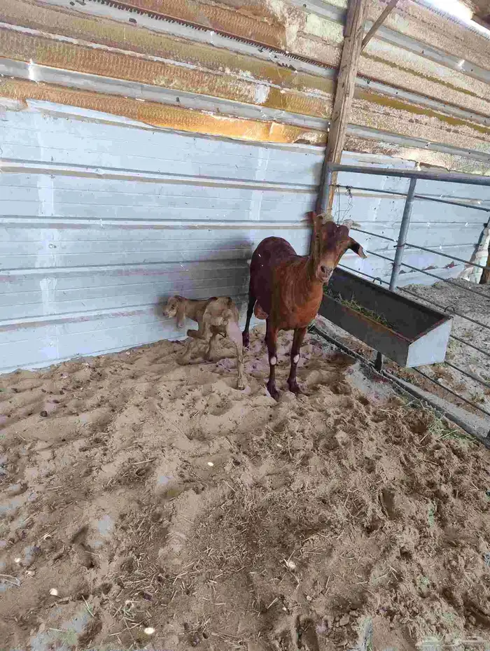 عنز مشروكه (تم البيع) 2