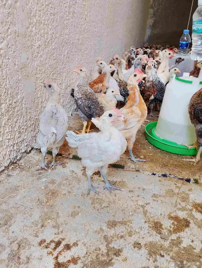 صوص بلدي وفيومي للبيع 1