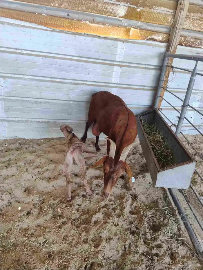 عنز مشروكه (تم البيع) 1