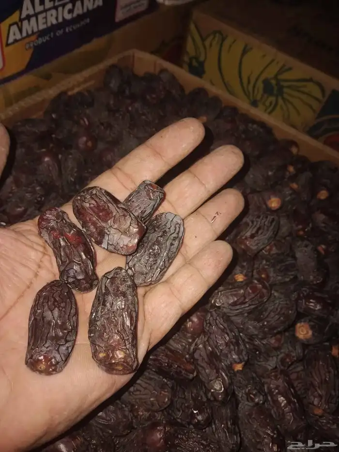 تمر المدينه عجوه وصفاوي جميع الأحجام 1
