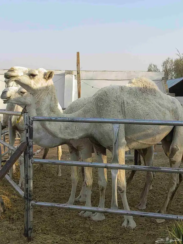 ناقه وضحاء طيبه بالحيل 4