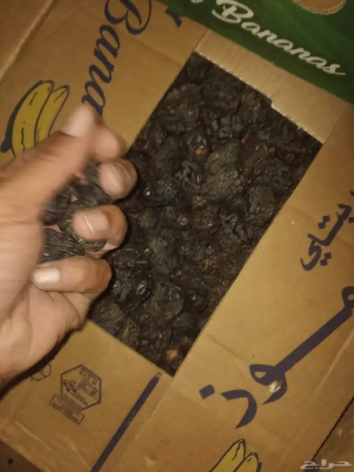 تمر المدينه عجوه وصفاوي جميع الأحجام 8