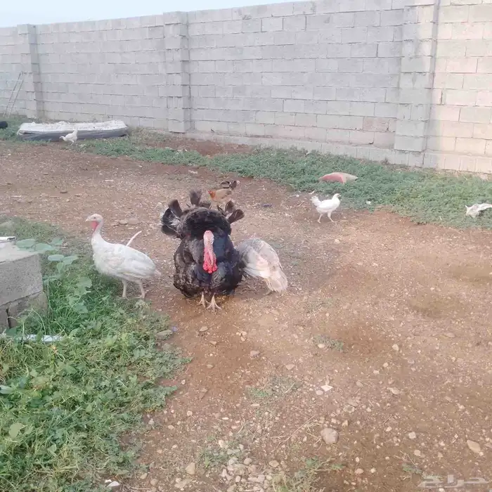 دجاج رومي تم البيع 1