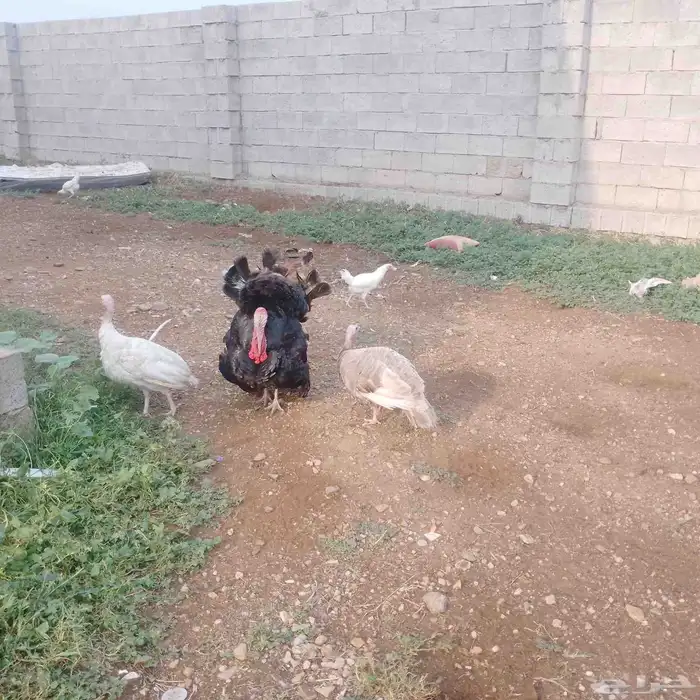 دجاج رومي تم البيع 2