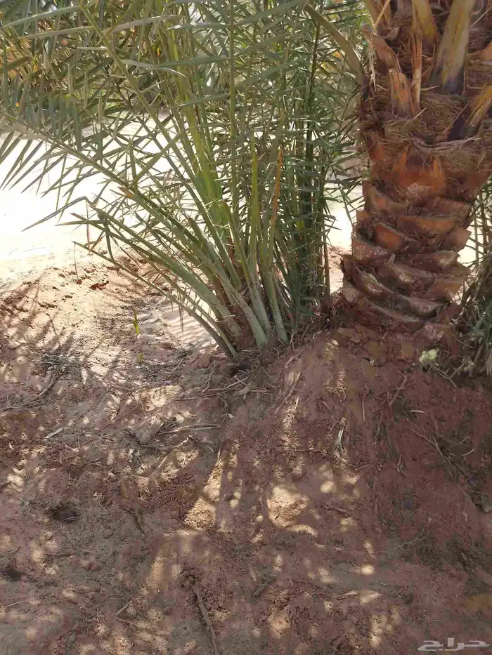 يتوفر لدينا جميع انواع أنخيل العربي 1