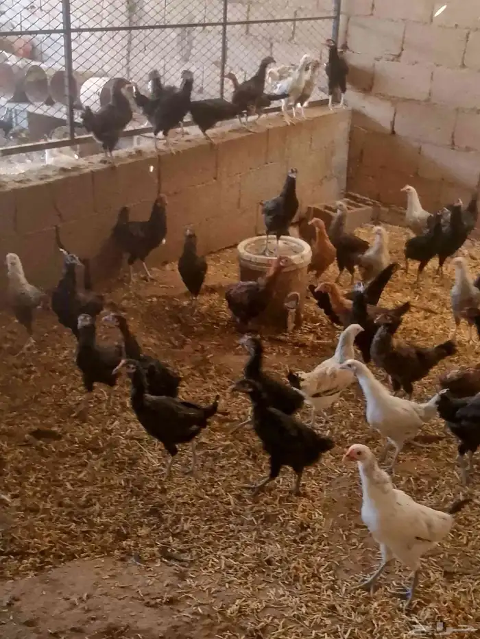 ماشاء الله دجاج بلدى والمنيوم وفيومي أعمارهم خمس شهور ونص 1