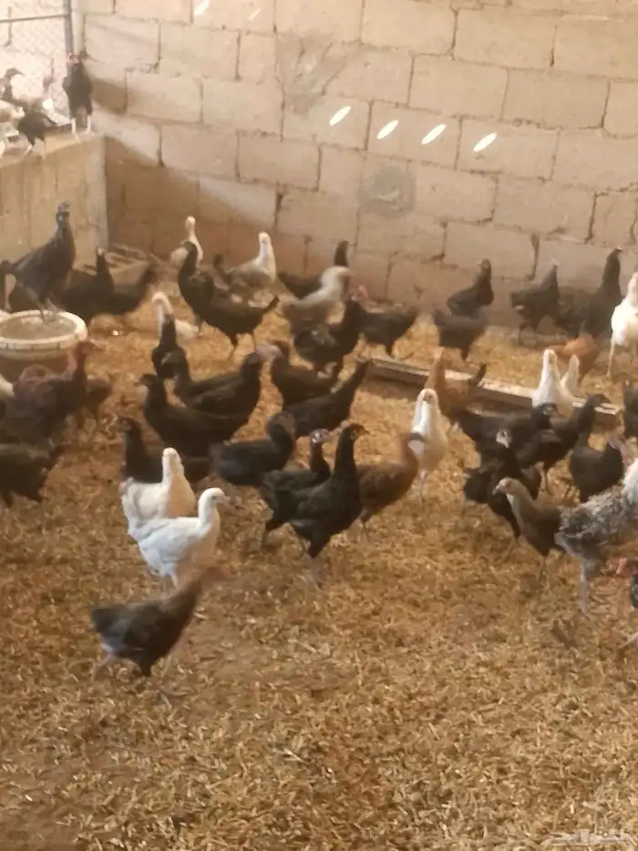 ماشاء الله دجاج بلدى والمنيوم وفيومي أعمارهم خمس شهور ونص 0