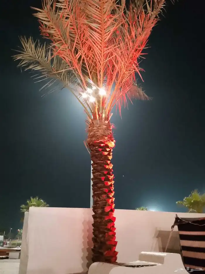 نخل واشنطن أمريكي ونخل عربي مثمر 4