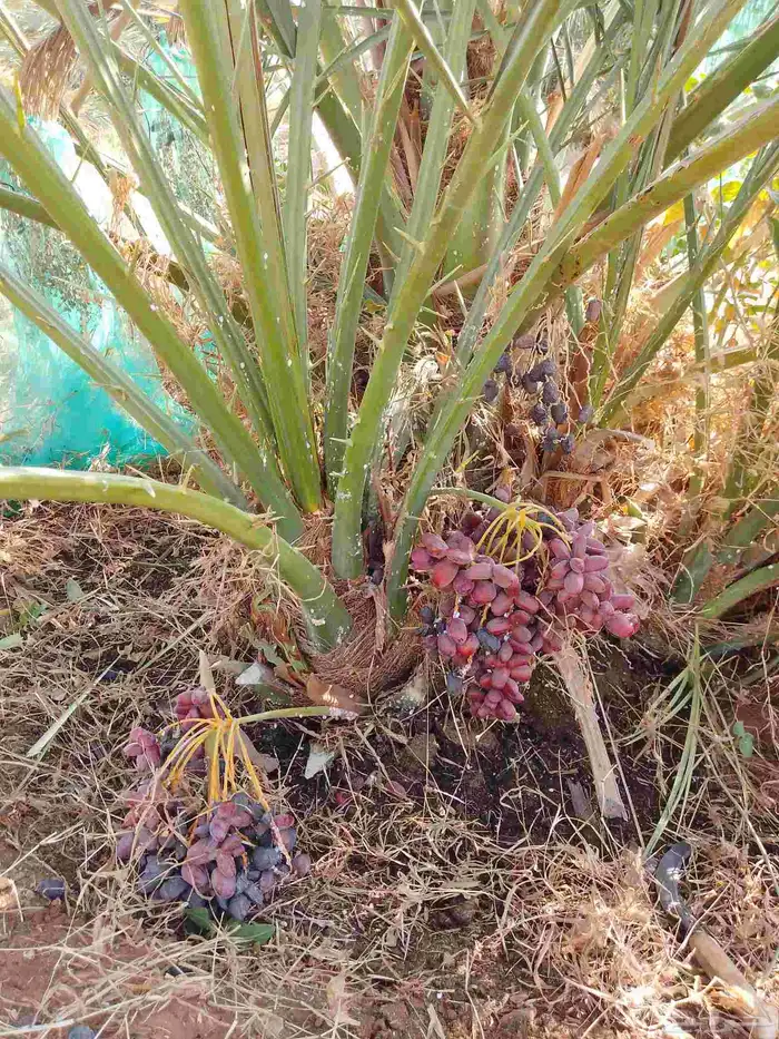 يتوفر لدينا جميع انواع أنخيل العربي 5