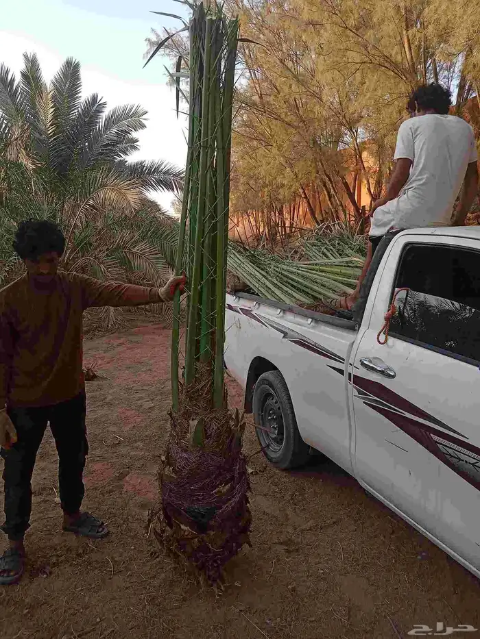 نخل للبيع ا 6