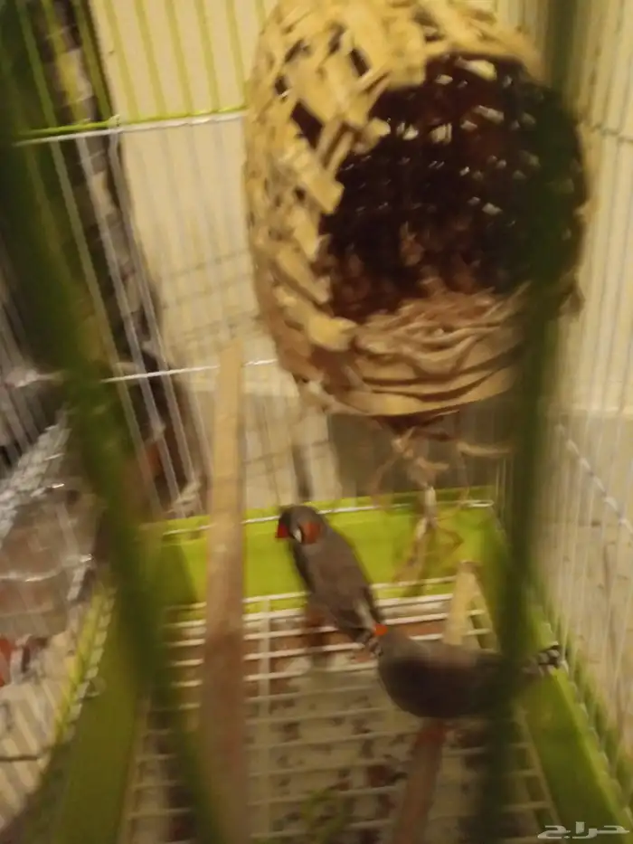 عند مدرسه وال بن حجر الابتدائيه 1