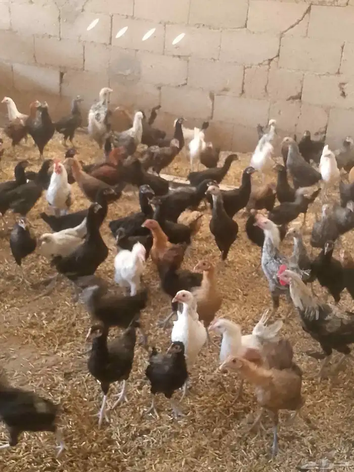ماشاء الله دجاج بلدى والمنيوم وفيومي أعمارهم خمس شهور ونص 2