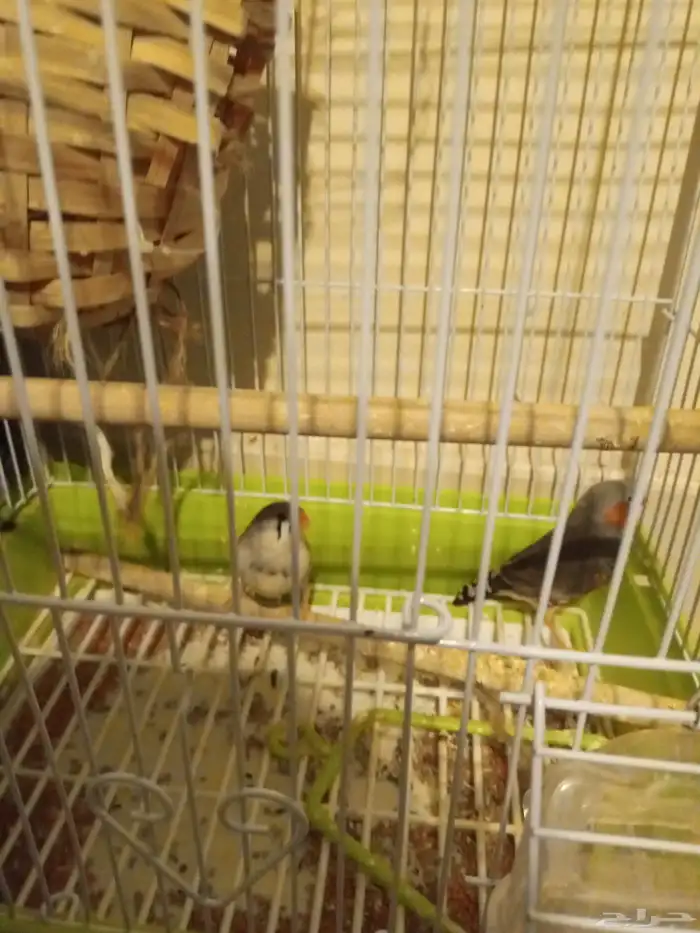 عند مدرسه وال بن حجر الابتدائيه 0