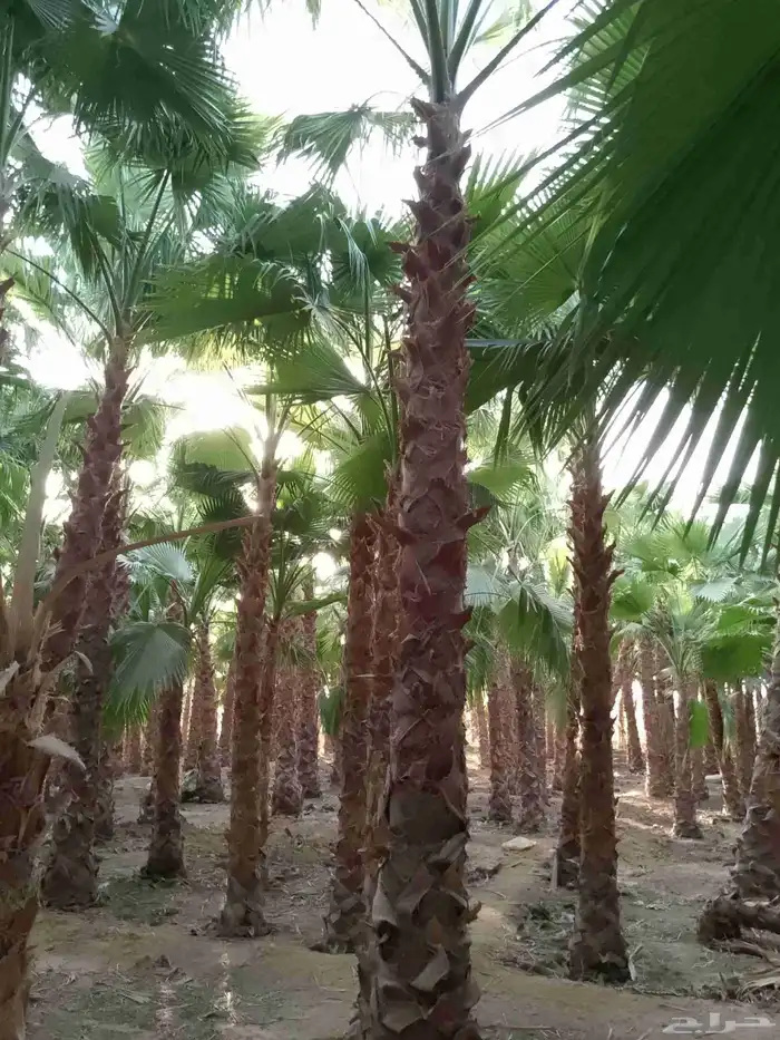 نخل واشنطن أمريكي ونخل عربي مثمر 7