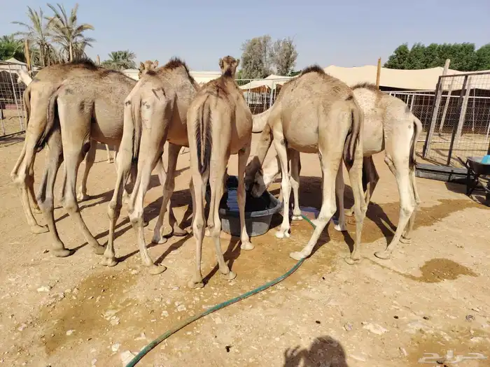 القعدان الصومالية النظيفة واللحم اللي يجمل للتجار والملاحم 2