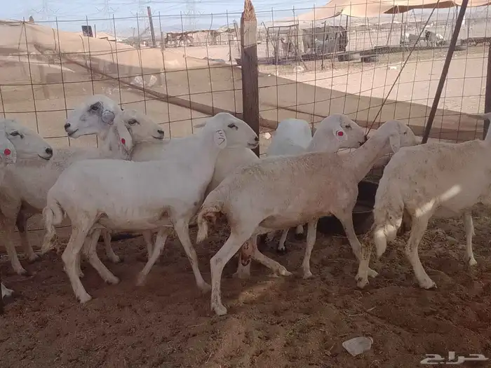 مكه المكرمة 1