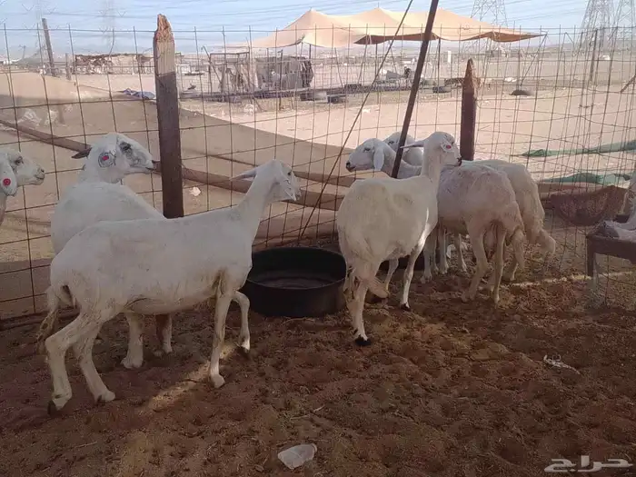 مكه المكرمة 0