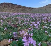 بكج بذور ازهار الربيع و الوسمي البرية عرض خاص 8