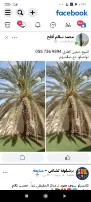 نخل عربي وواشنطن 3