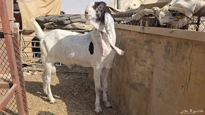 تيس مشروك 3