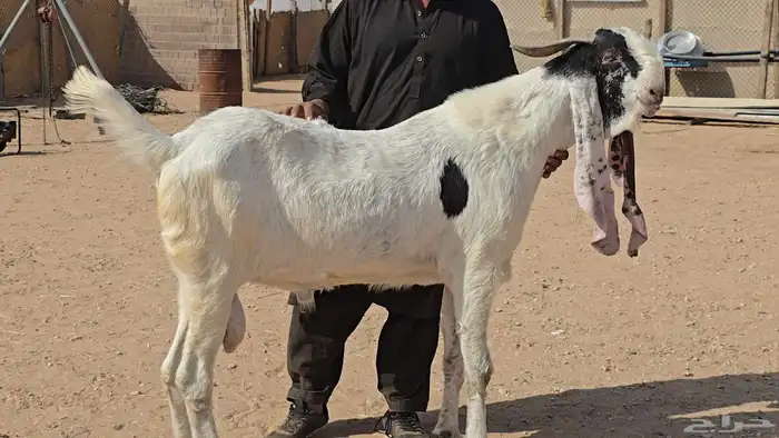 تيس مشروك 0