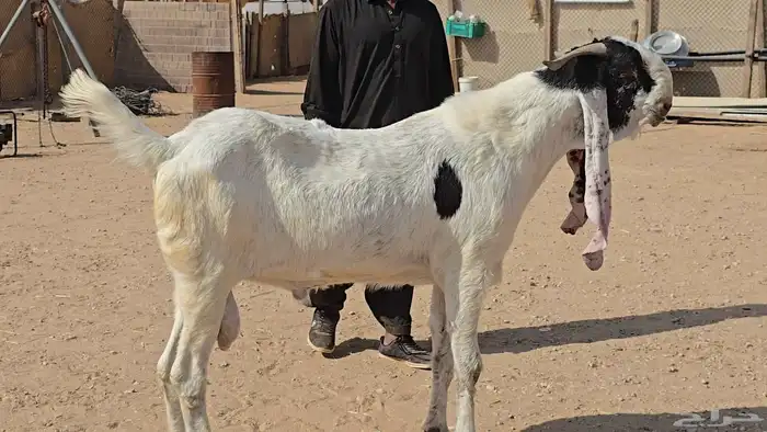 تيس مشروك 1
