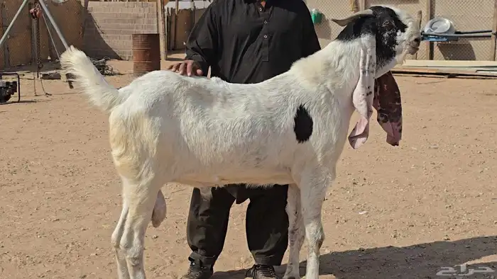 تيس مشروك 2