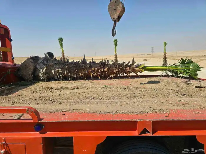 نخل واشنطني زينه للفلل والقصور والا ستراحات 0