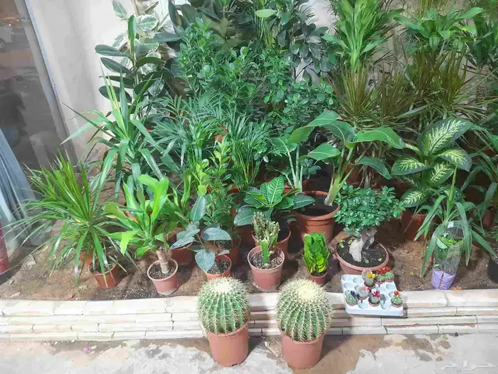 منسق حديق وتركيب جميع شبكات الري العادي والاتمتك 5