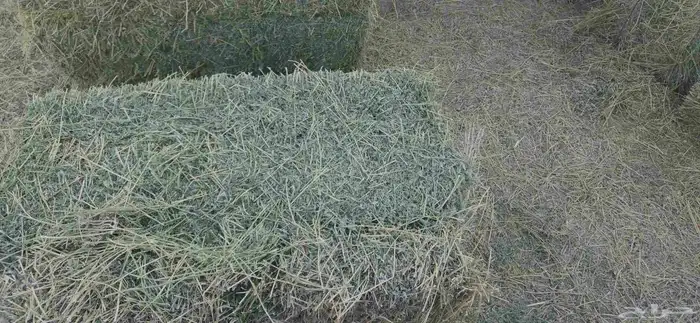 برسيم صافي ورق وعود ناعم 1