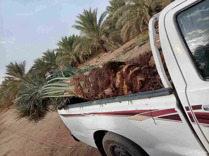 فسايل نخل نوايع برحي خلاص صقعي مجدول ونان 3
