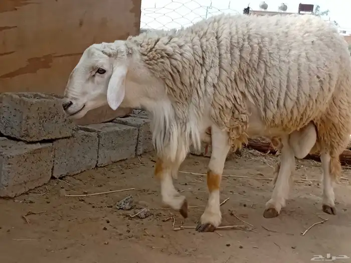 فحل حري صنف 2