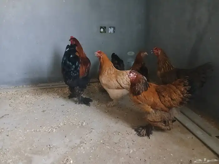 دجاج براهما مستوى وحجم جامبو 1