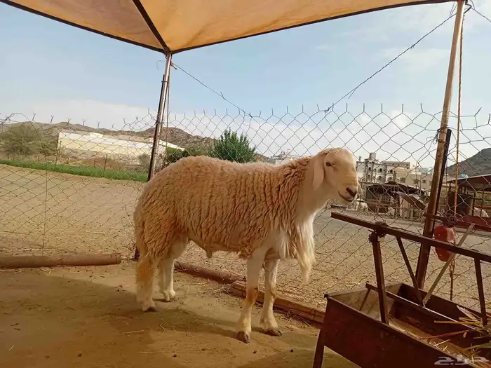 فحل حري صنف 0
