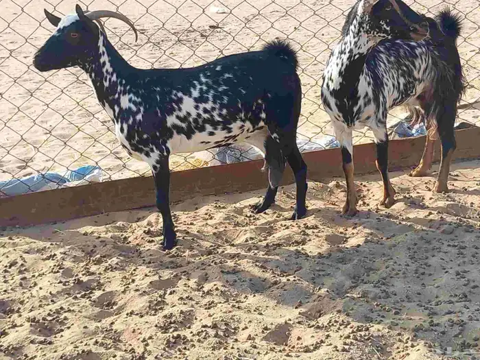 معزاء دفيع عددها 2 1