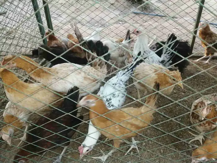 50 جوز دجاج العمر 3 شهور 6