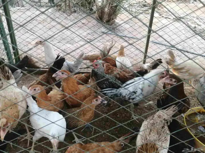 50 جوز دجاج العمر 3 شهور 4