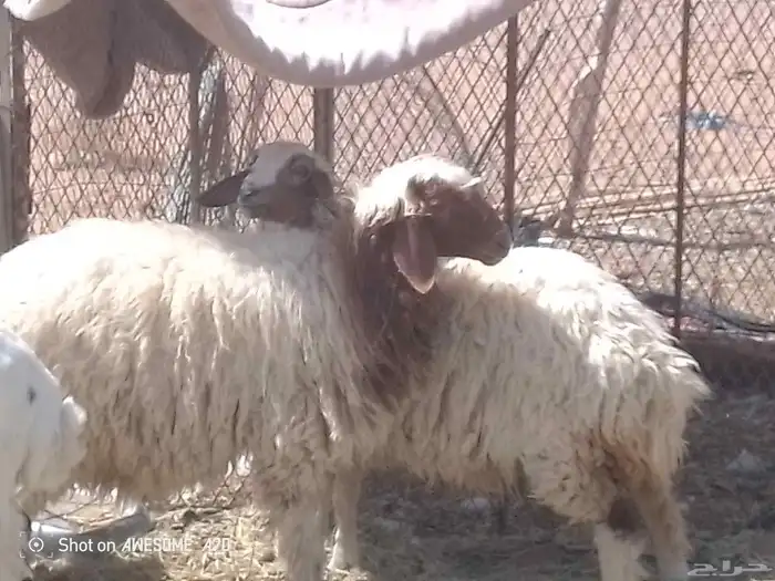 البيع رخليين 0