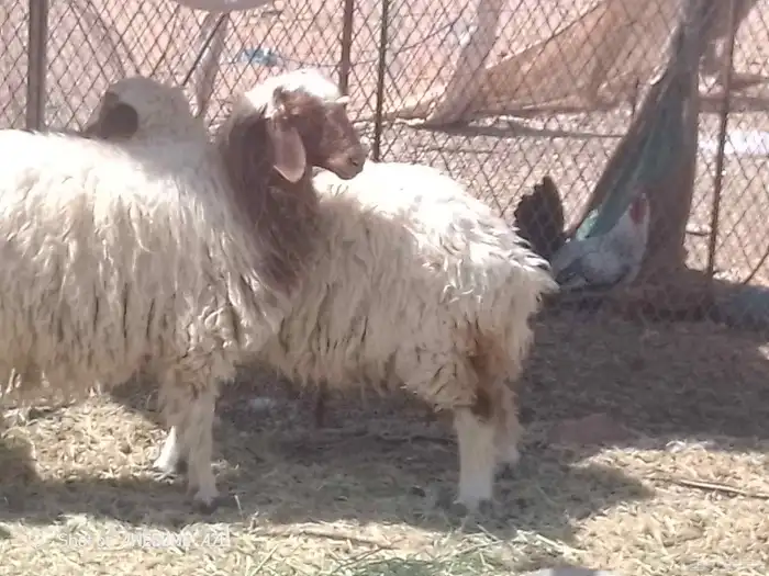 البيع رخليين 1