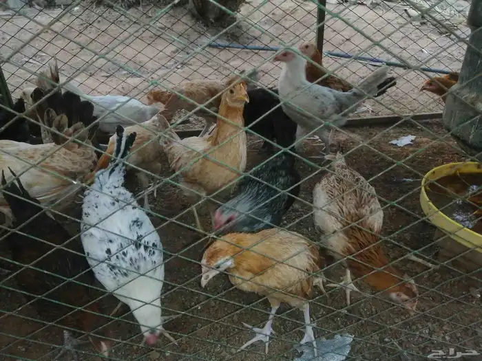 50 جوز دجاج العمر 3 شهور 7