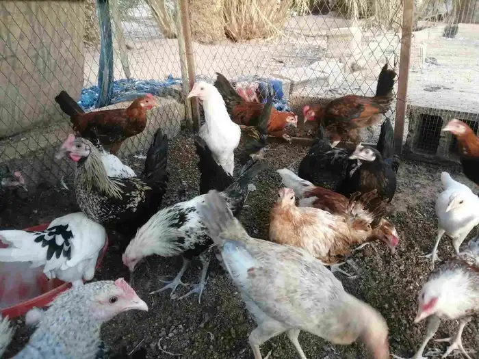 50 جوز دجاج العمر 3 شهور 0