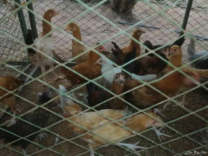 50 جوز دجاج العمر 3 شهور 9