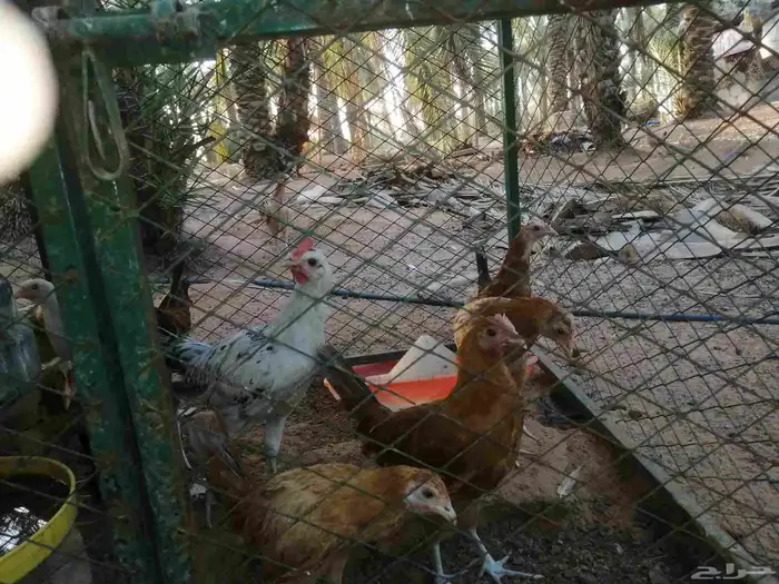 50 جوز دجاج العمر 3 شهور 8