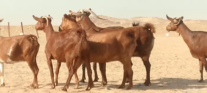 معزاء محايليه دفيع ومضاريع طيبه لي البيع 1