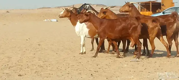 معزاء محايليه دفيع ومضاريع طيبه لي البيع 3