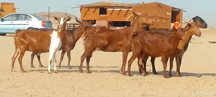 معزاء محايليه دفيع ومضاريع طيبه لي البيع 7