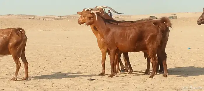معزاء محايليه دفيع ومضاريع طيبه لي البيع 6