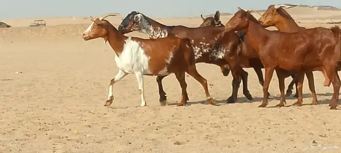 معزاء محايليه دفيع ومضاريع طيبه لي البيع 9